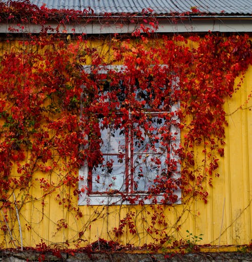 Yellow House with Red Creeper Plant