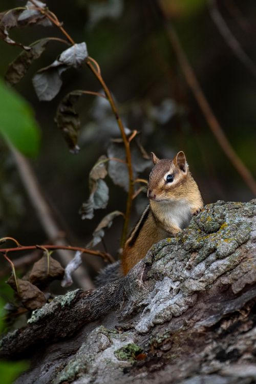 Free Close-up of a chipmunk perched on tree bark with foliage background, showcasing wildlife in nature. Stock Photo