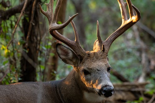 Close-up of a White-tailed Deer in a Forest