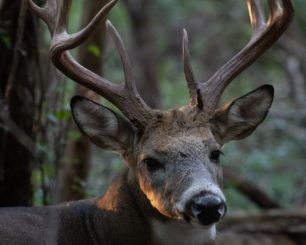 A close-up shot of a majestic white-tailed deer with impressive antlers in a forest setting.