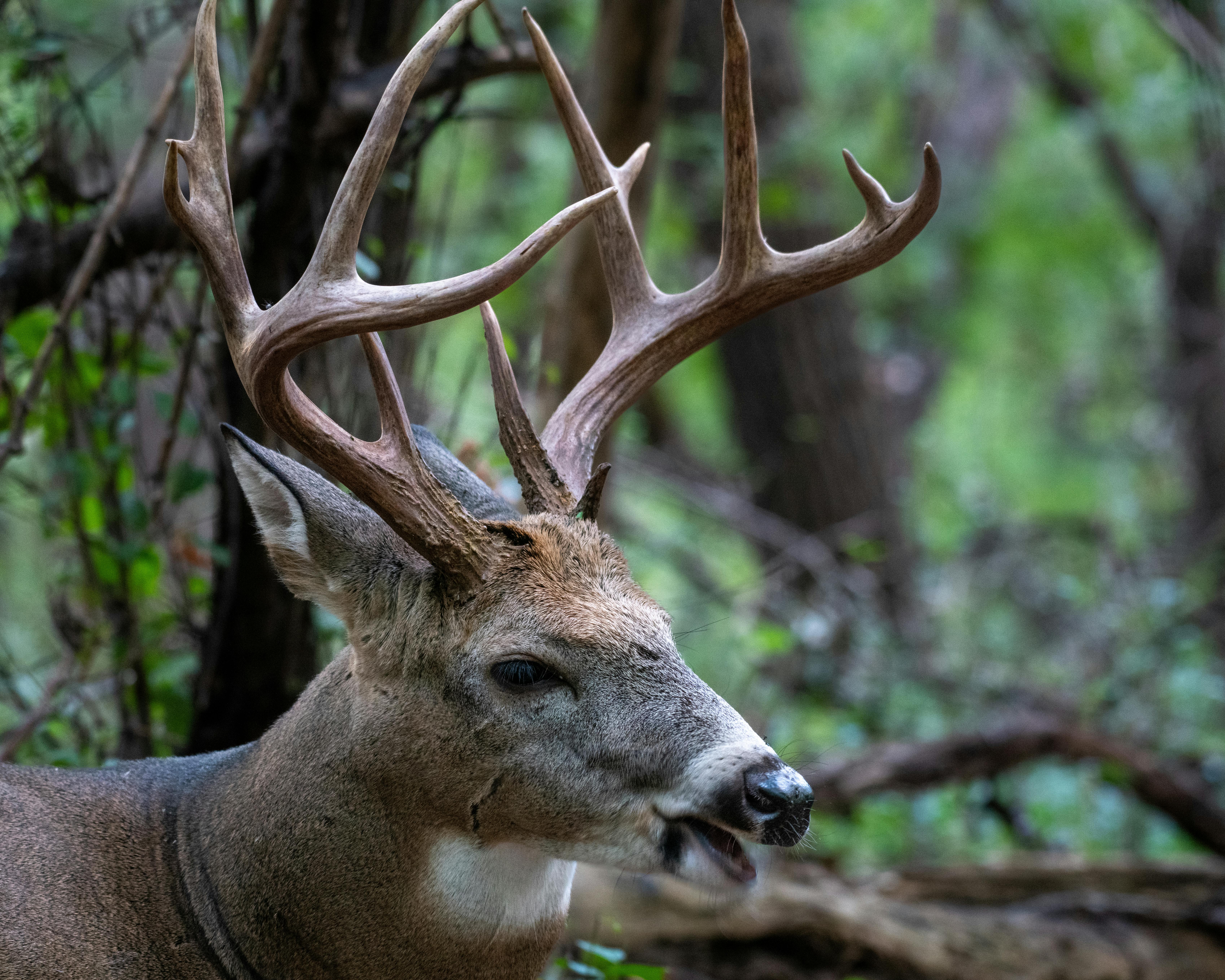Close-up of a white-tailed deer with antlers in a lush forest setting.