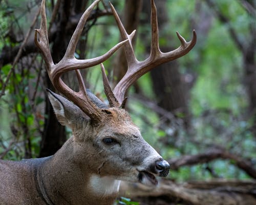 Close-up of a White-tailed Deer in a Forest 