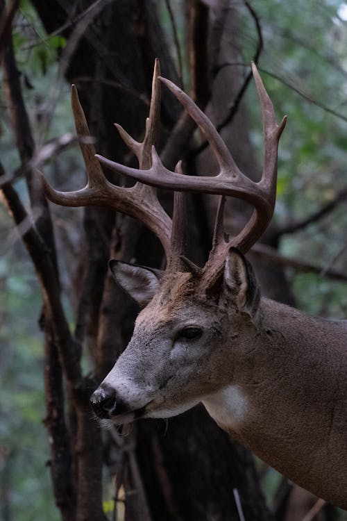 Close-up of a White-tailed Deer in a Forest