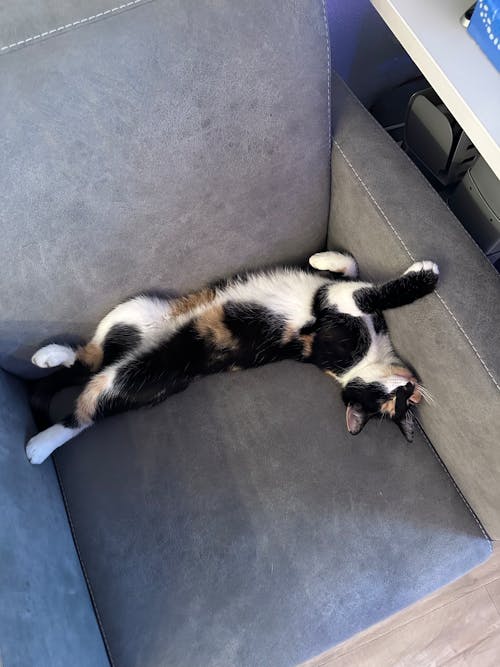 Cat Lying Down and Stretching on Armchair