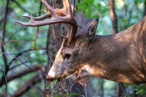 Close-up of a White-tailed Deer in a Forest