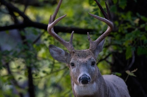 Close-up of a White-tailed Deer in a Forest