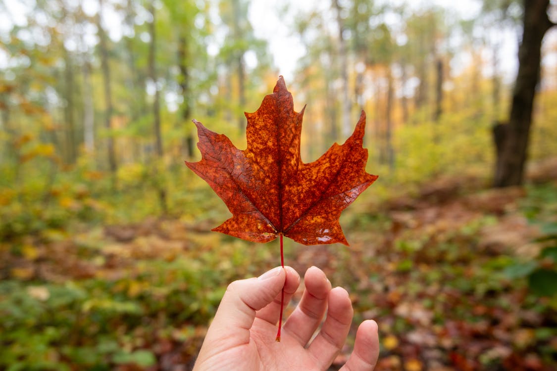 Close-up of a Person Holding a Red Maple Leaf in a Forest 