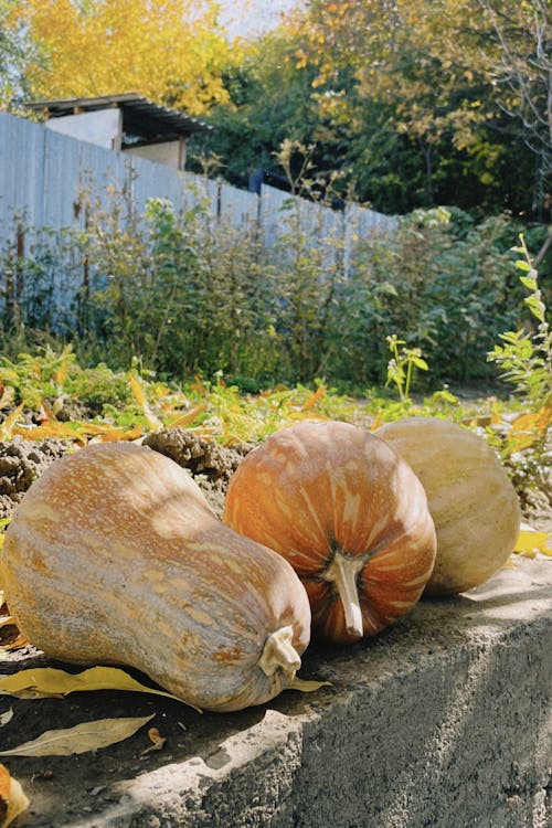 Close-up of Pumpkins Lying on the Ground in a Garden 