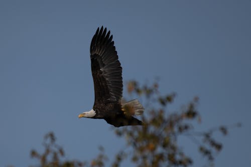 Close-up of a Flying Bald Eagle 