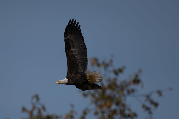 Close-up Of A Flying Bald Eagle 