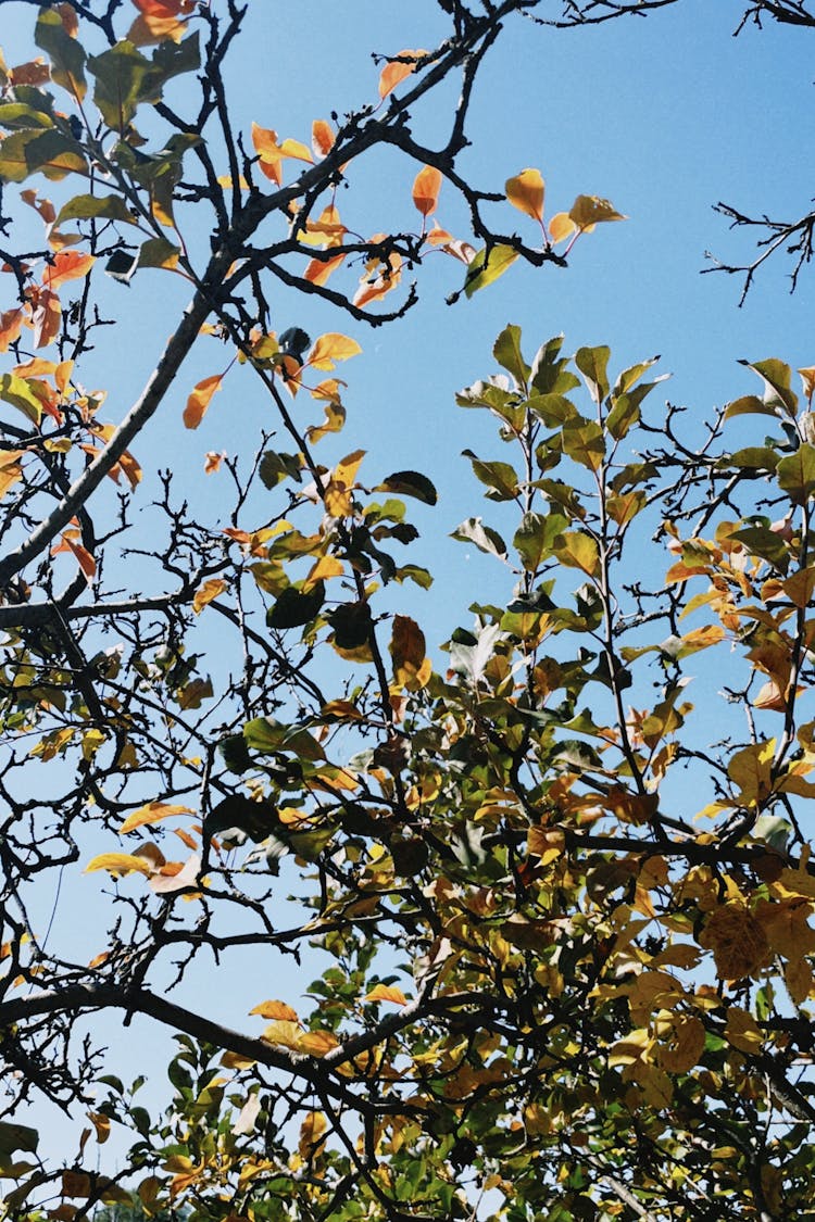 View Of Tree Branches With Green And Yellow Leaves Against Clear, Blue Sky 