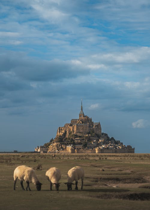 Δωρεάν στοκ φωτογραφιών με normandy, αβαείο του Mont-Saint-Michel, βοσκοτόπι Φωτογραφία από στοκ φωτογραφιών