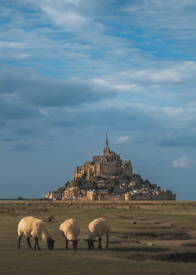 Sheep Against Mont-Saint-Michel Abbey In France