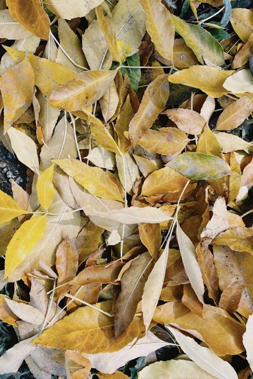 Immagine gratuita di autunno, cadere, colore