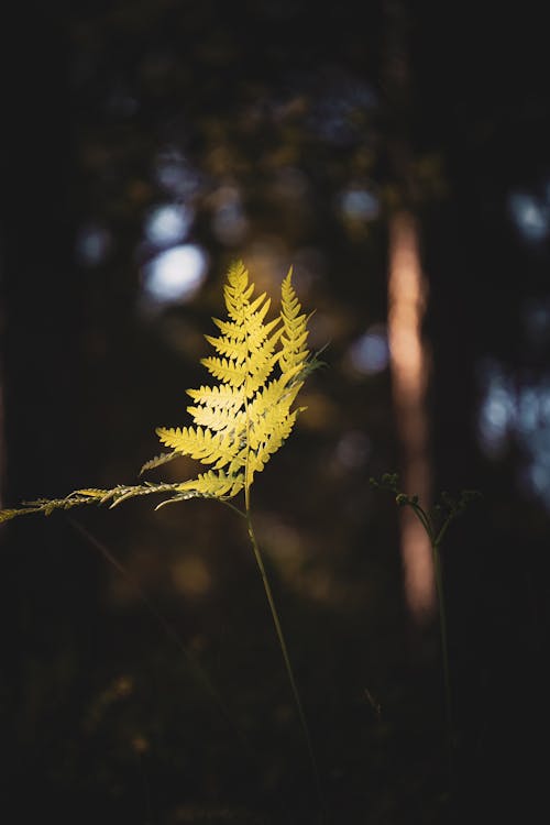 Close-up of a Fern Leaf in Sunlight 