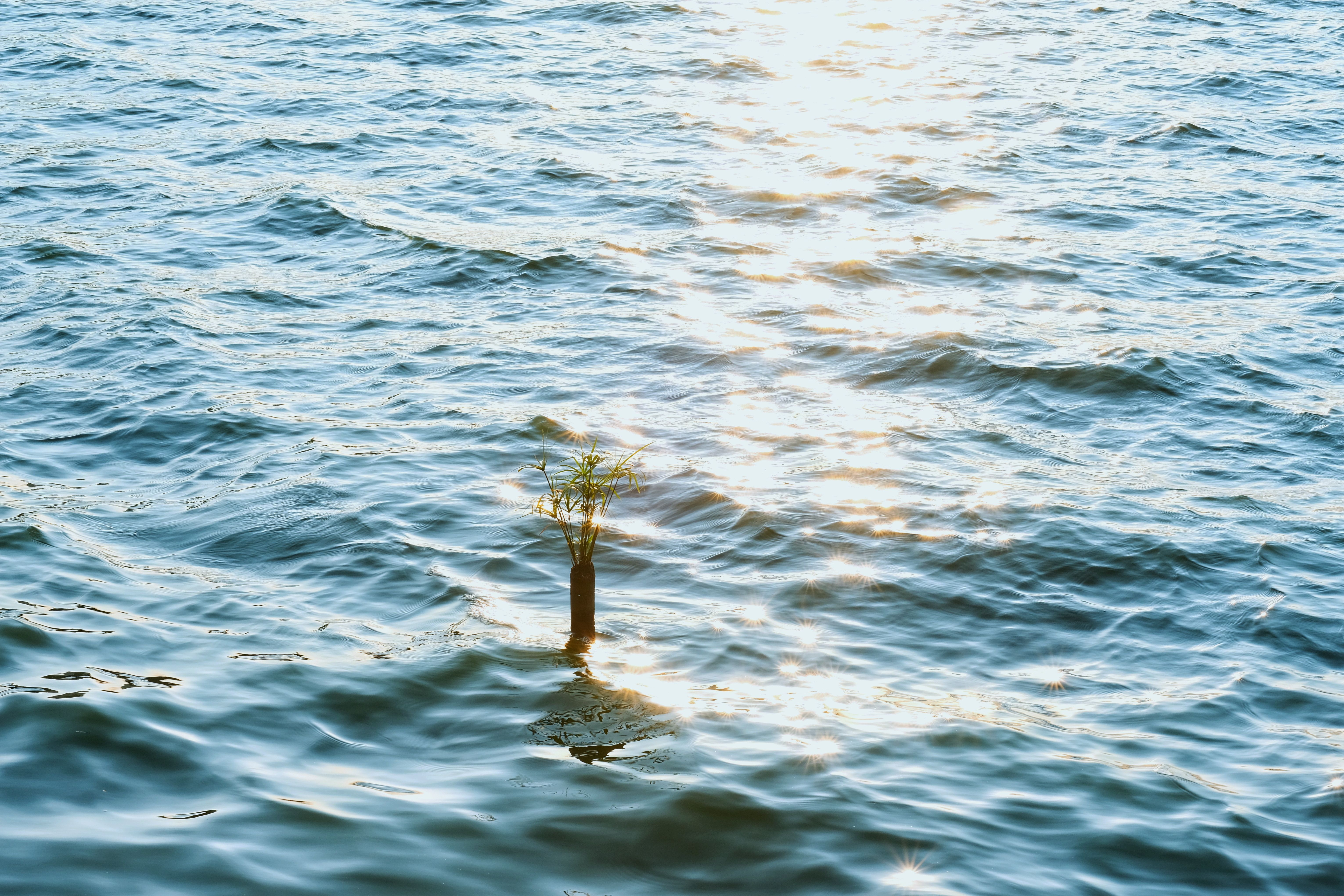 climate resilience Climate adaptation — Photo by tu nguyen on Pexels