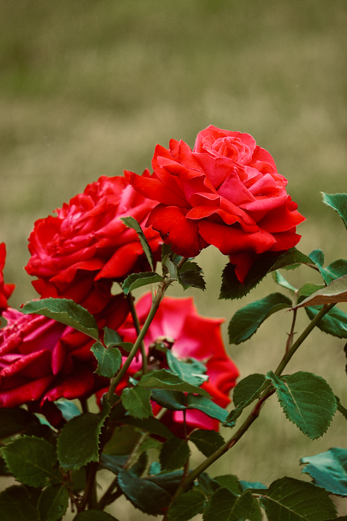 Free Close-up of vibrant red roses blooming in a lush garden, showcasing their natural beauty. Stock Photo