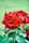 red rose