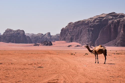 Camel on Desert