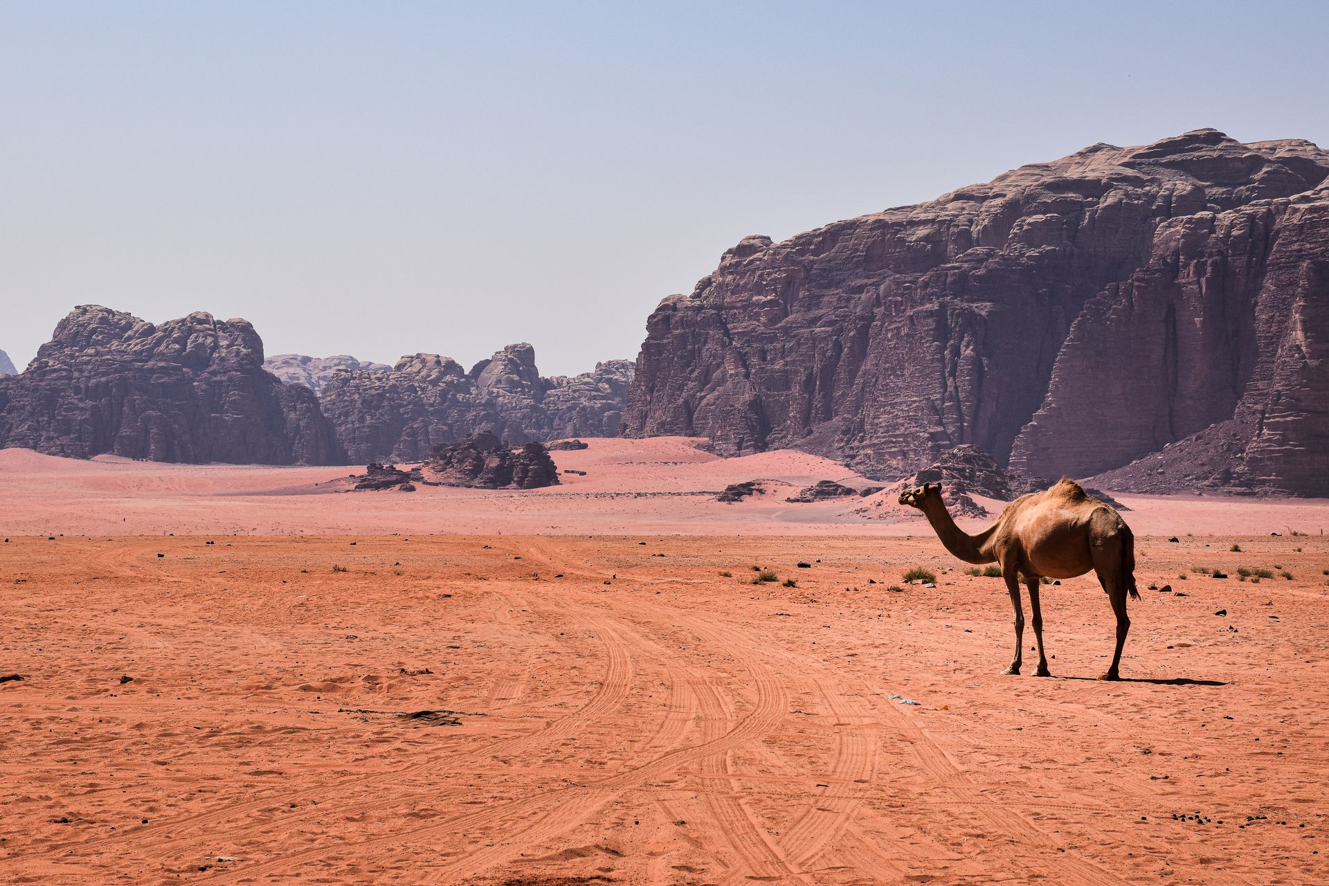 A lone camel stands in the sunlit desert landscape of Wadi Rum, surrounded by majestic rock formations.