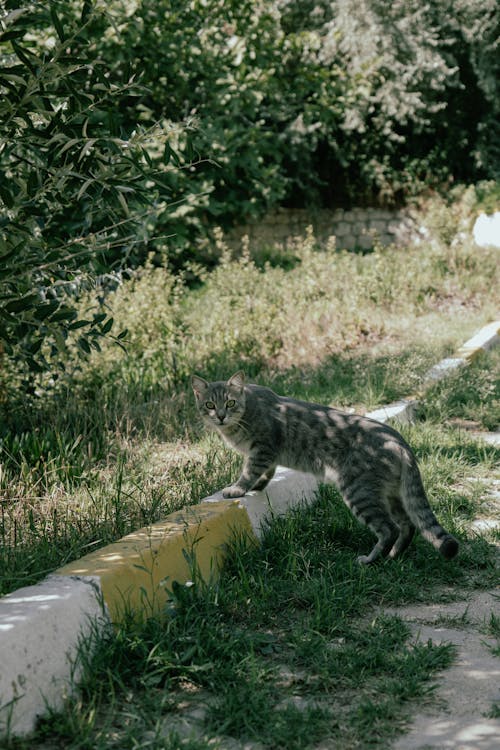 Fotobanka s bezplatnými fotkami na tému dedinský, domáce zviera, mačací