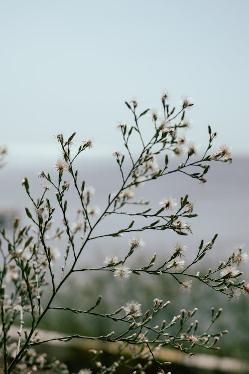 Delicate White Flowers