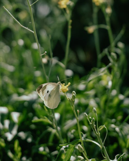 Imagine de stoc gratuită din delicat, floare galbenă, fluture