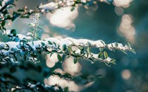 白雪覆盖的树枝特写中，绿叶在冬日的阳光下闪闪发光