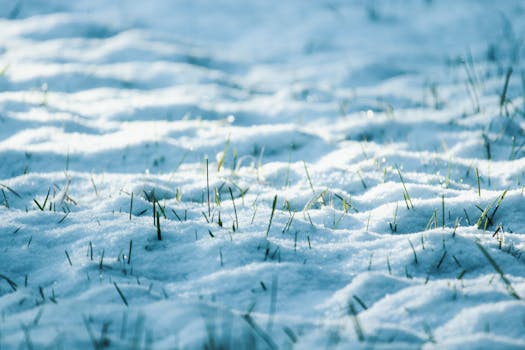 Close-up of grass blades emerging through a snow-covered landscape in winter.