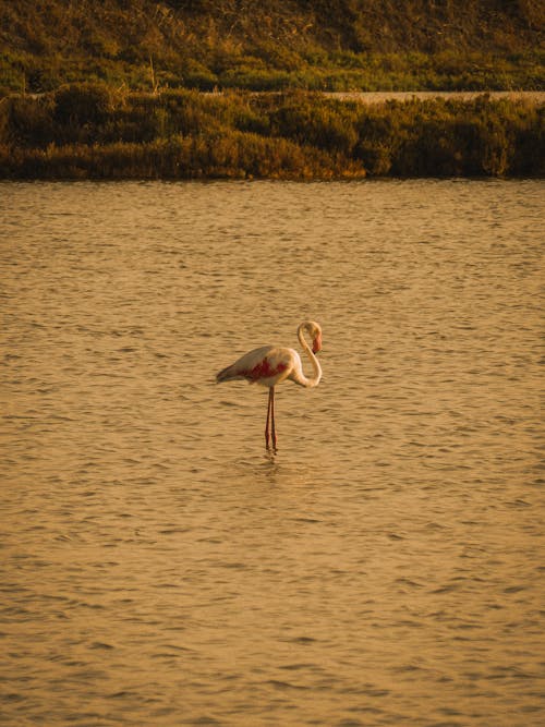 Greater Flamingo Standing in the River at Dusk