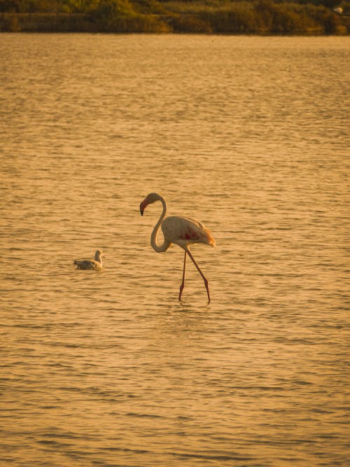Greater Flamingo Walking in the Shallows Next to Swimming Seagull