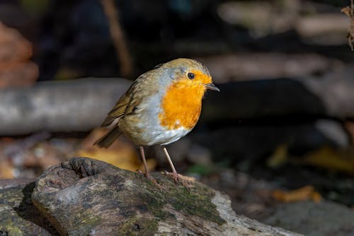 Kostenloses Stock Foto zu klein, natur, rotkehlchen