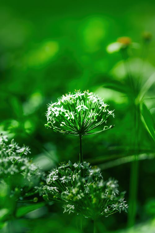 Kostenloses Stock Foto zu grünem hintergrund, lauch, weiße blume