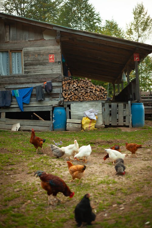 Foto stok gratis agrikultura, avians, burung-burung