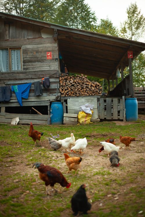 Free Chickens roam freely in a rustic farmyard beside a wooden house, surrounded by nature. Stock Photo