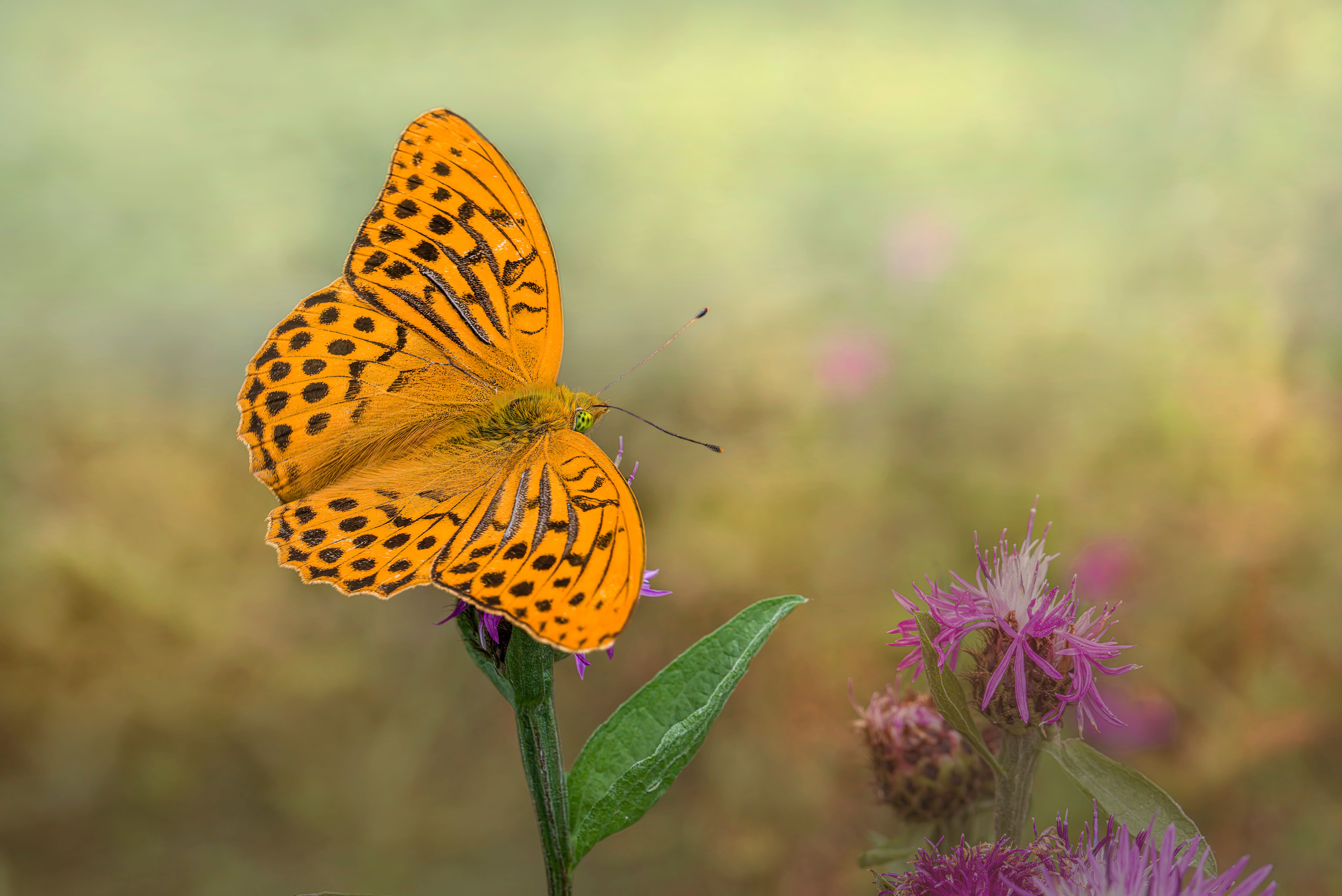A butterfly sitting on a purple flower · Free Stock Photo