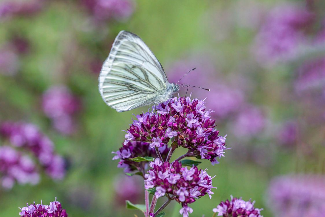 A white butterfly sitting on top of purple flowers · Free Stock Photo