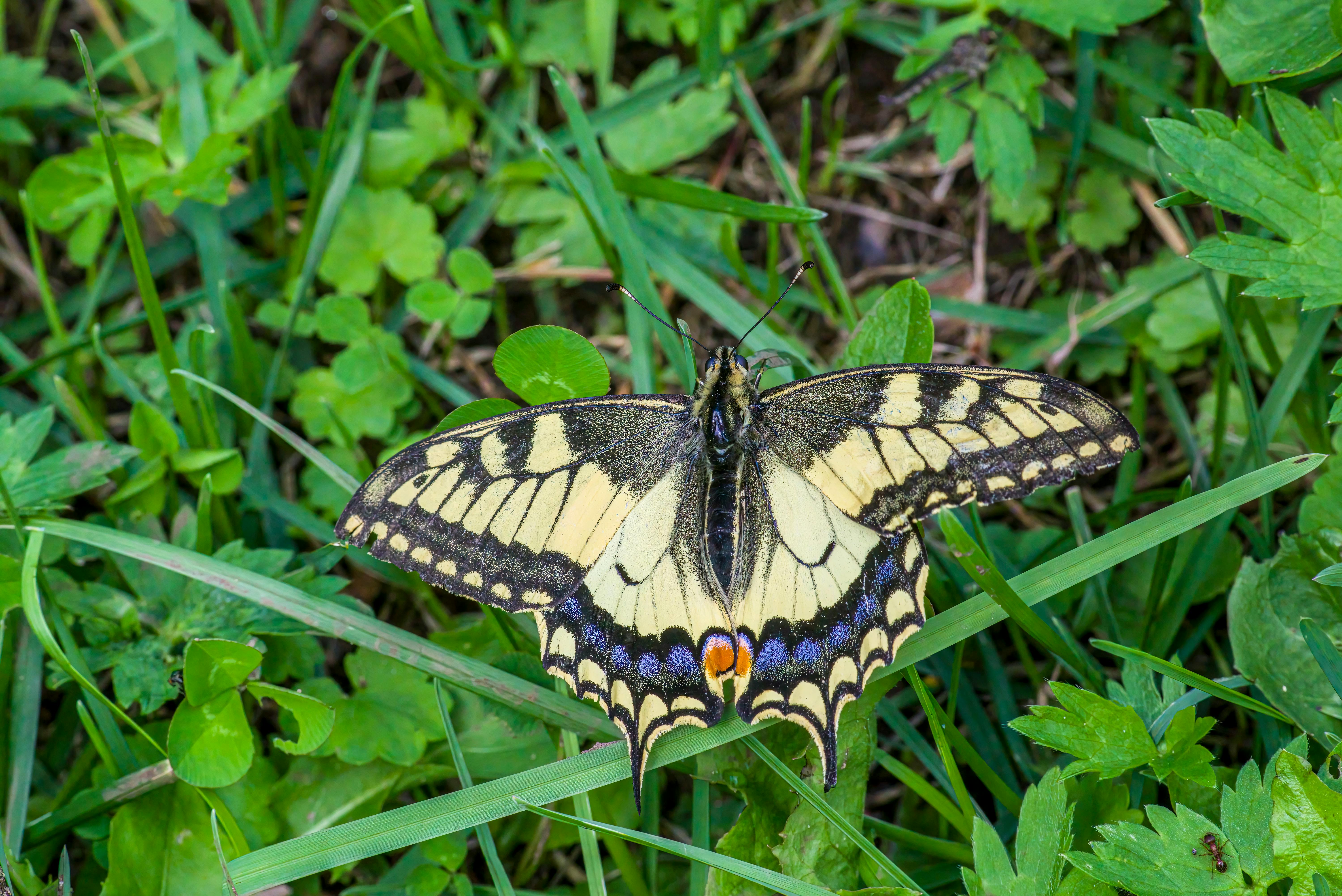 a butterfly sitting on some green grass