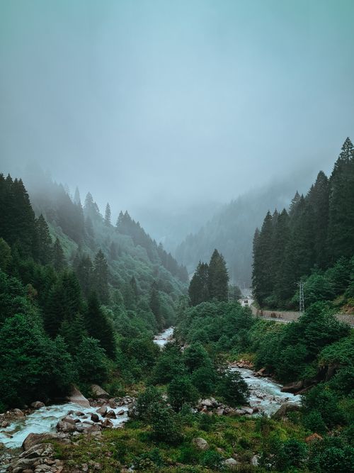 Free A misty forest landscape in Rize, Türkiye, showcasing a flowing river and lush greenery. Stock Photo