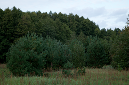 Free Serene view of dense forest with vibrant green trees and grass under cloudy sky. Stock Photo