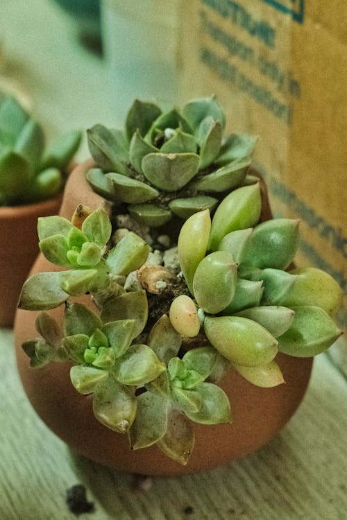 Green Plant in Flowerpot