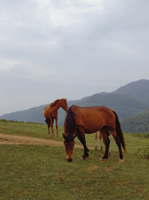 Horses in Mountains