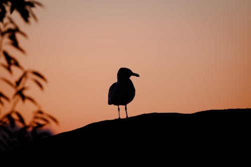 Seagull Silhouette at Dusk
