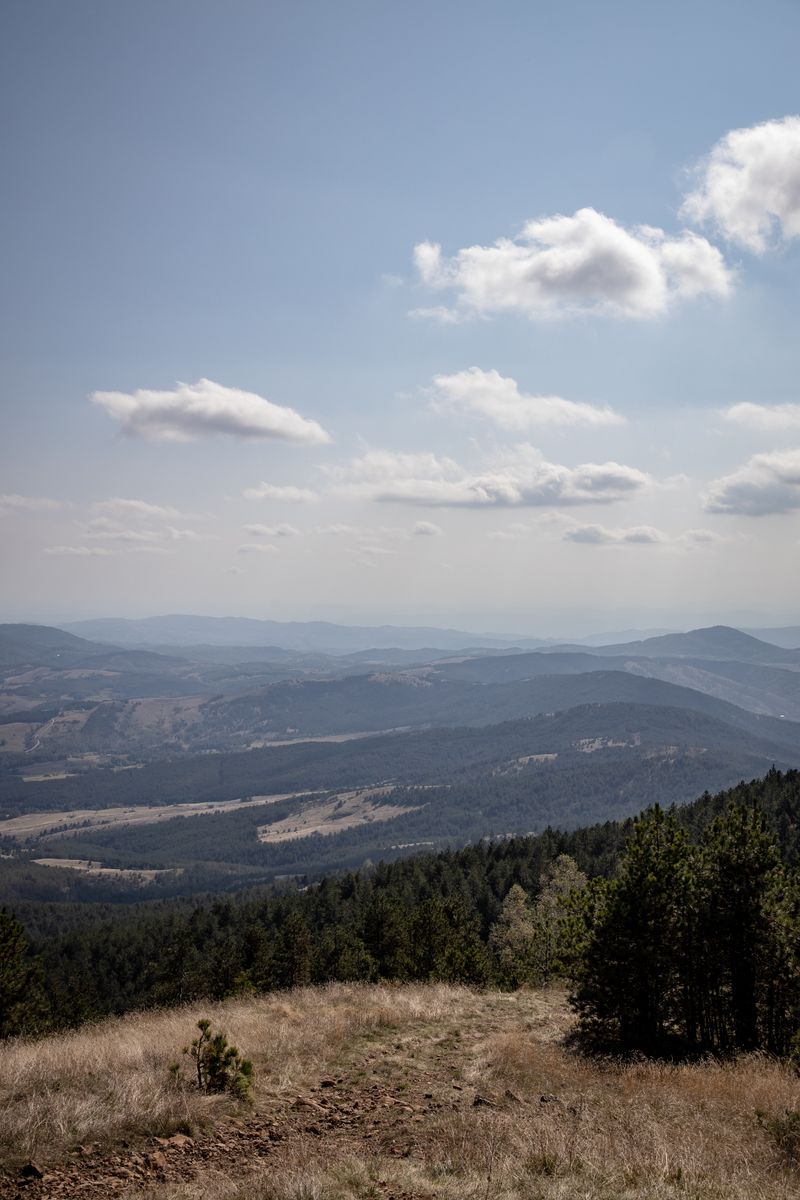 Borove šume u jutarnjoj magli - Divčibare