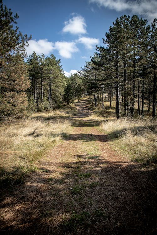 Dirt Road Through a Coniferous Forest in Serbia