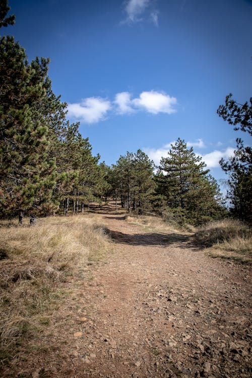 Dirt Road among Coniferous Trees