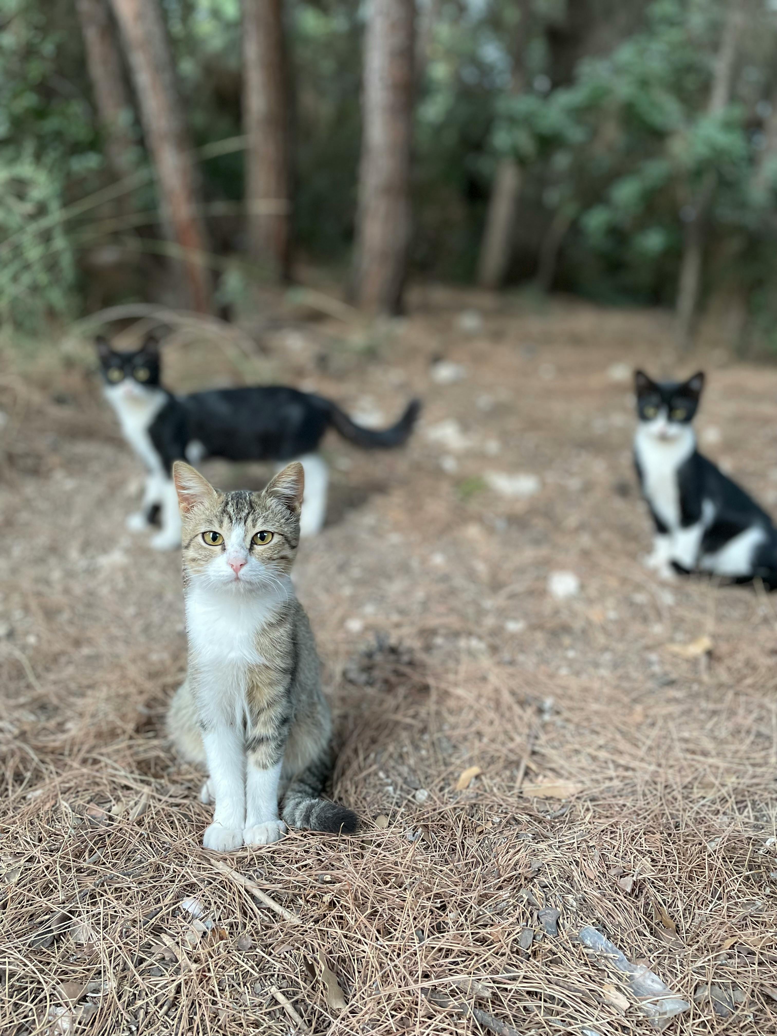 4k Wallpaper Anime Cats Kittens Photos, Download The BEST Free 4k