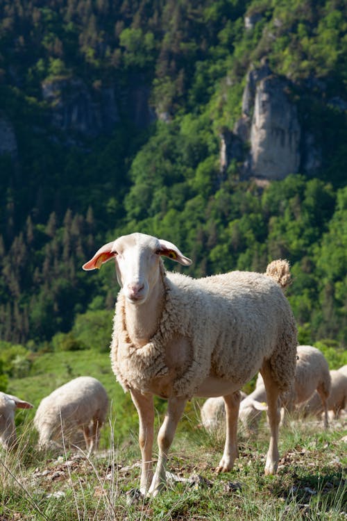 Sheep on a Meadow in a Mountain Valley 