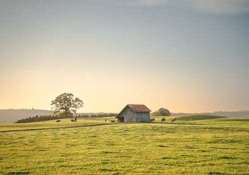 Grassland in Countryside at Sunset