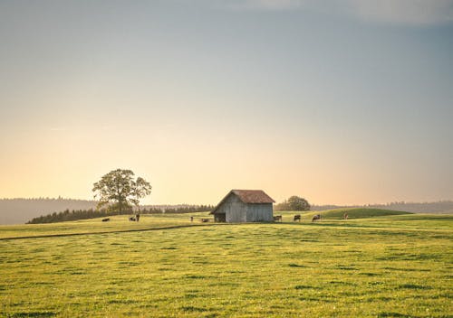 Fotobanka s bezplatnými fotkami na tému dedinský, dobytok, drevený